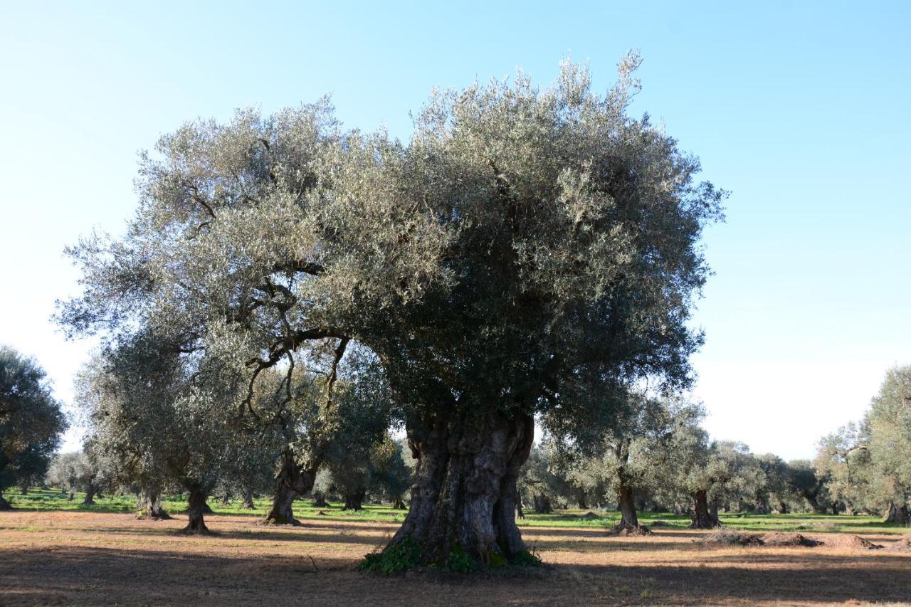 Masseria Rifisa Agriresort Caprarica di Lecce Exteriér fotografie